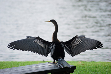 cormorant bird