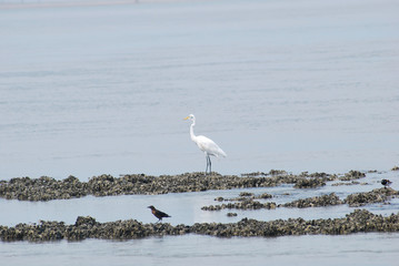 white egret
