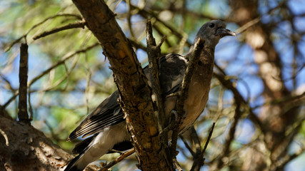 Eurasian Collared-Dove Streptopelia decaocto