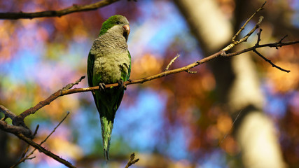Monk Parakeet Myiopsitta monachus