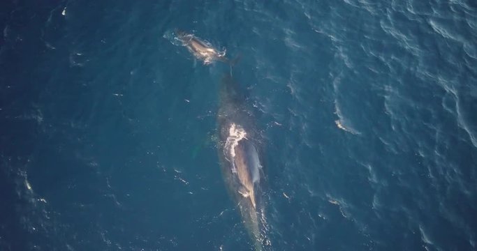 Baby calf humpback whale swims and plays in front of mother, Aerial