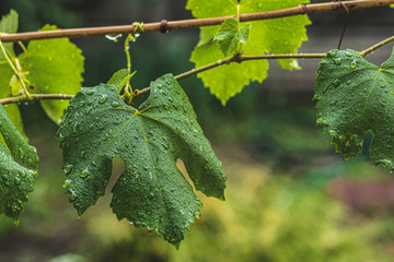 Green grape leaves on the branch with water drops in the garden