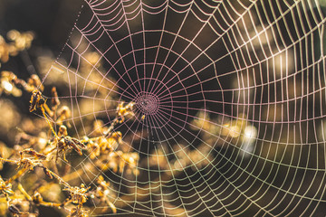 Spider web with colorful background, nature series