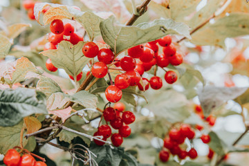 Red viburnum berry on the branch, autumn rain water drops