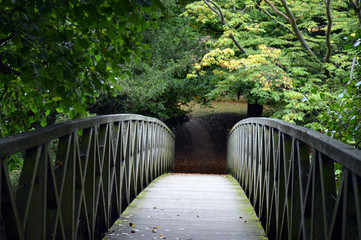 Fototapeta premium bridge in forest