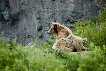 Obraz premium Zoomwelt Gelsenkirchen