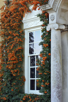 window with flowers and ivy
