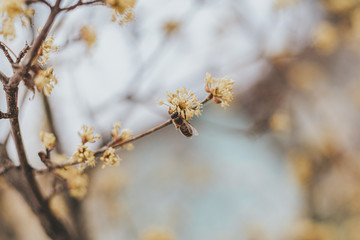 Bee pollen nectar on yellow flowers blossom