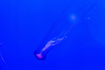 Jellyfish on blue background.