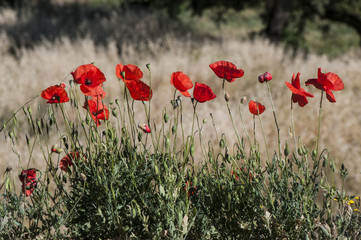 Lovely poppies spring flowers