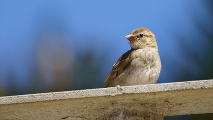 Female Spanish Sparrow passer hispaniolensis