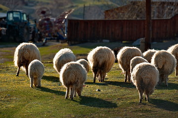 Fototapeta premium Russia. Sheep on the free meadows of the Altai mountains