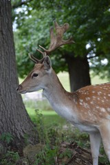 deer