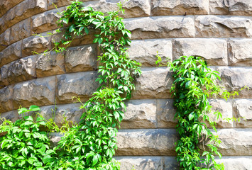 Natural background. A stone wall with green plants. Plants on the old wall.