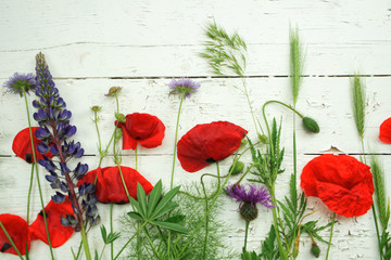 red poppies on a background