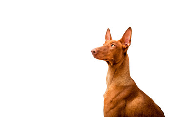 Portrait of a Pharaoh hound on a white background