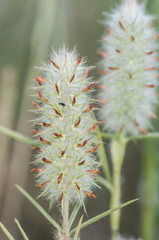 Gramineas, clovers and other plants of meadows lend us precious funds for our computer