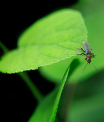 cute bug on green leaf