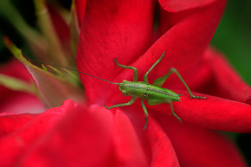 green grasshopper on red rose