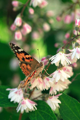butterfly sitting on flower