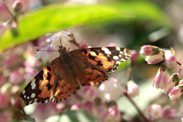 butterfly sitting on flower