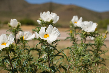 Desert Flowers