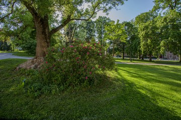 Beautiful view of green landscape. Big old trees, green lawn and pink flower bushes. Beautiful summer backgrounds.