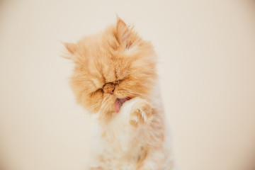 Beautiful persian cat posing for the camera.