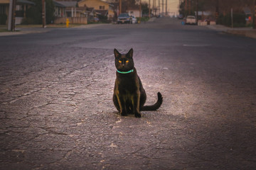 cat in street