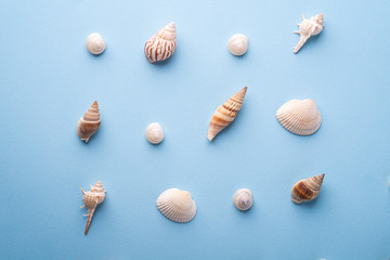 Summer texture pattern copy space spiral seashell top view blue background