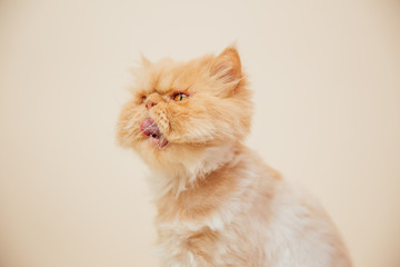 Fototapeta premium Beautiful persian cat posing for the camera.