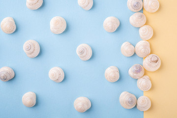 Summer texture pattern copy space seashell top view blue and yellow background