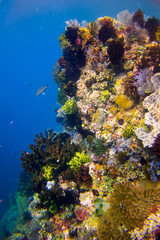 Fototapeta na wymiar Beautiful coral reef in Komodo Nationalpark