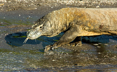 Komodo Dragon on the Beach in Komodo