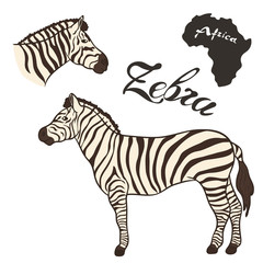 Fototapeta na wymiar African zebra vector image isolated on white background. Zebra wild animal in full growth and profile head. African fauna. Realistic zebra design. Horse in a black and white strip.