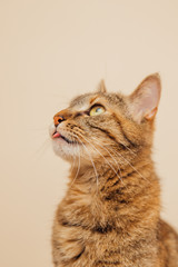 Beautiful tabby cat posing for the camera.