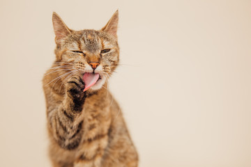 Beautiful tabby cat posing for the camera.