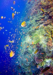 Fototapeta na wymiar Beautiful coral reef in Komodo Nationalpark