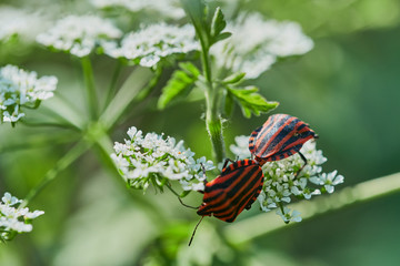 two Italian striped bugs are mating on a wild chervil flower