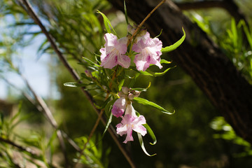 Desert Flowers