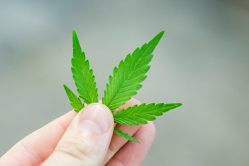 Man hand's holding a cannabis leaf. Concept of the theme of legalization and medical hemp in the world