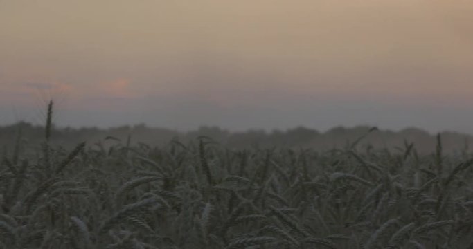 Wheat field at the sunset