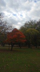 autumn in the park