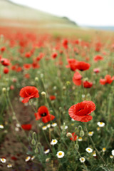 Red blooming poppies in the spring field
