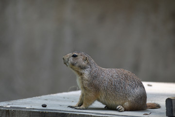marmot on rock