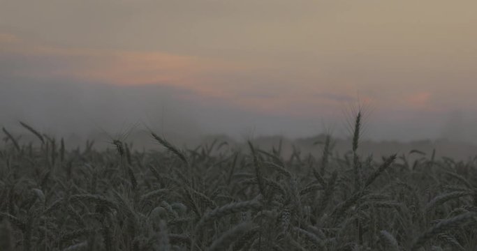 Sunset and wheat cones