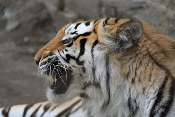 portrait of a tiger