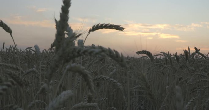 Evening sky and wheat field