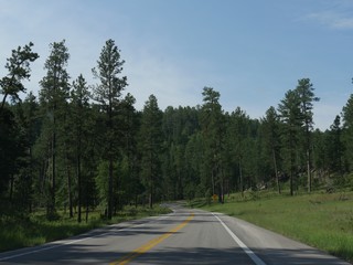 Scenic drive along Needles Highway, Custer State Park, bordered by tall pine trees in South Dakota.