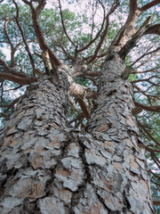 Baumspalte